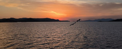 Seagulls at the sunset